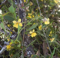 Goodenia varia