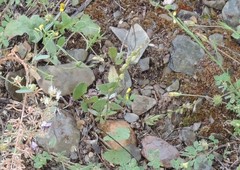 Polygala monspeliaca