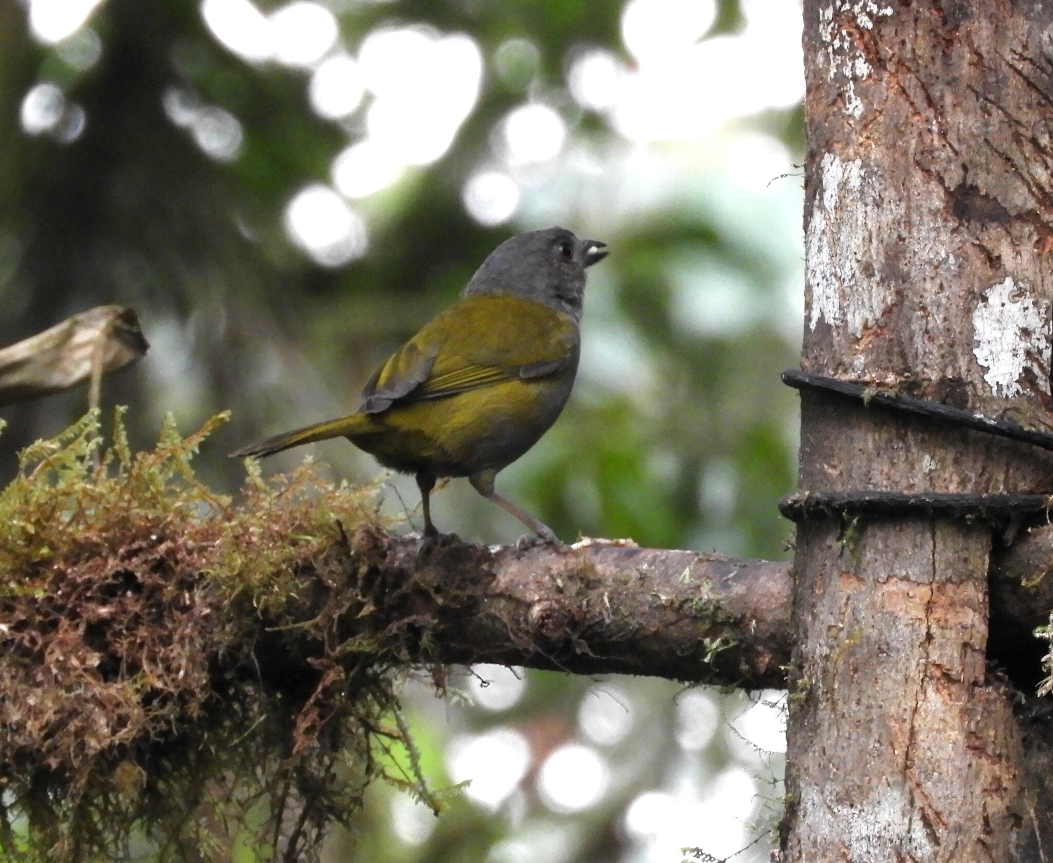 Dusky Chlorospingus (Chlorospingus semifuscus), photo 4