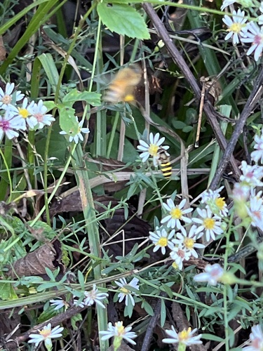 Unknown species found near N College St, Auburn, AL, US