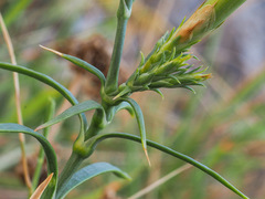 Dianthus rupicola