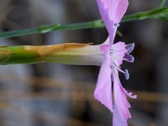 Dianthus rupicola