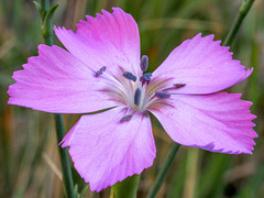 Dianthus rupicola