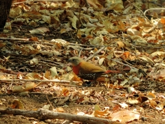 Hypargos niveoguttatus