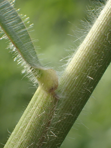 Urochloa mutica