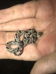 Atractus major