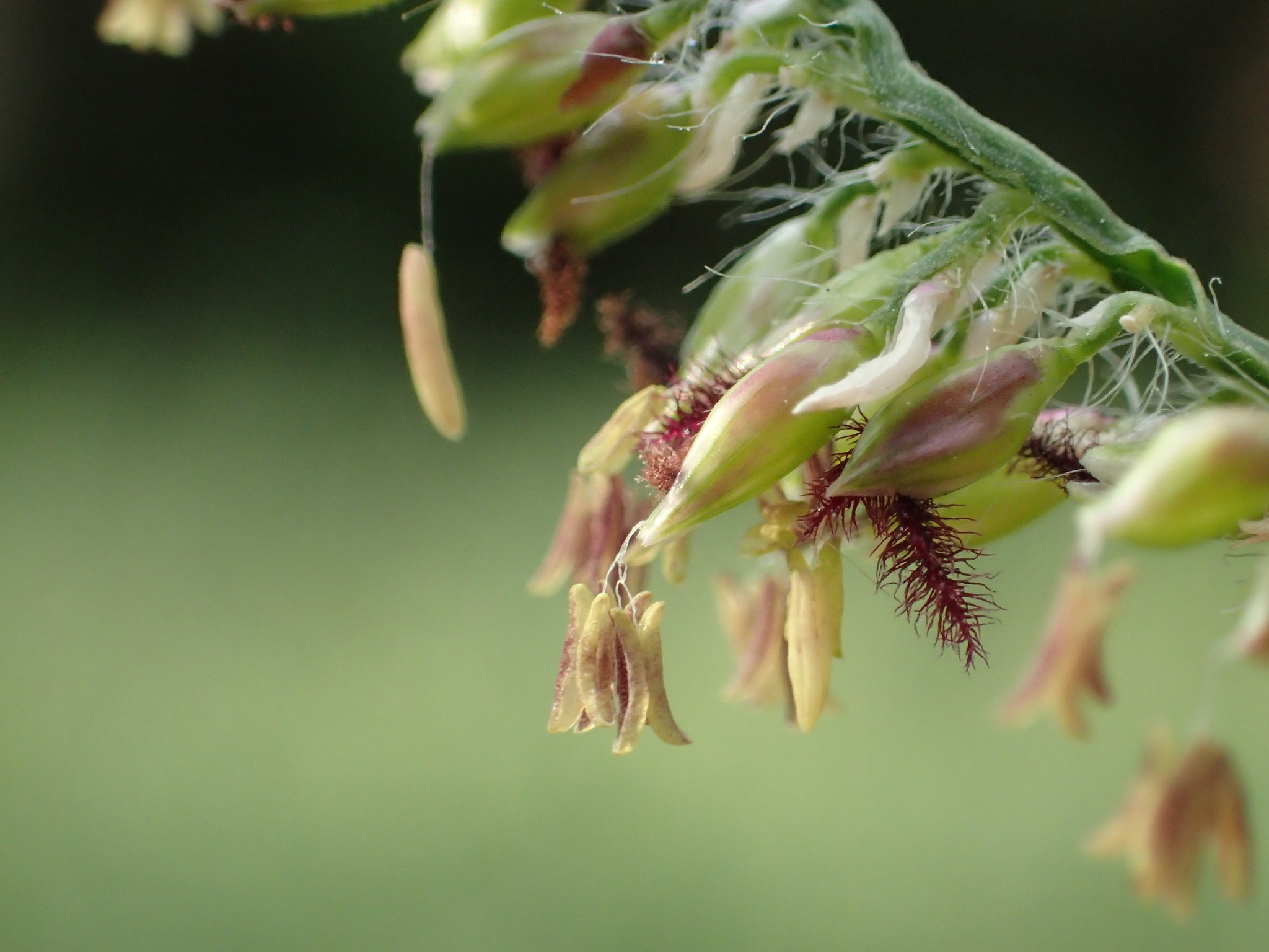 Urochloa mutica