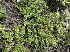 Thymus baicalensis
