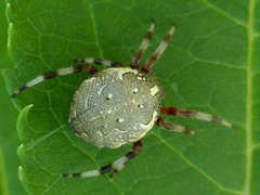 Araneus marmoreus