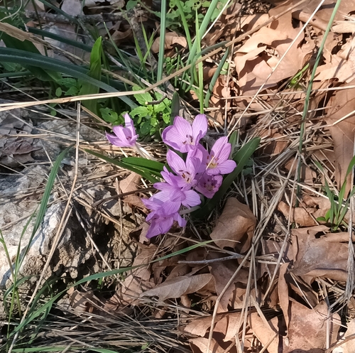Colchicum cupanii