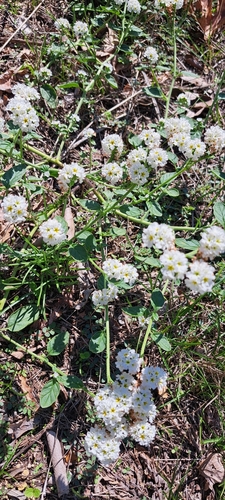 Fragrant Heliotrope (Heliotropium suaveolens)