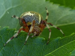 Araneus marmoreus