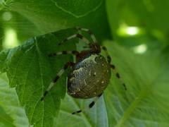 Araneus marmoreus