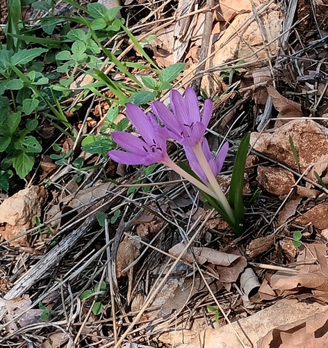 Colchicum cupanii