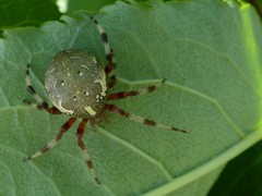 Araneus marmoreus