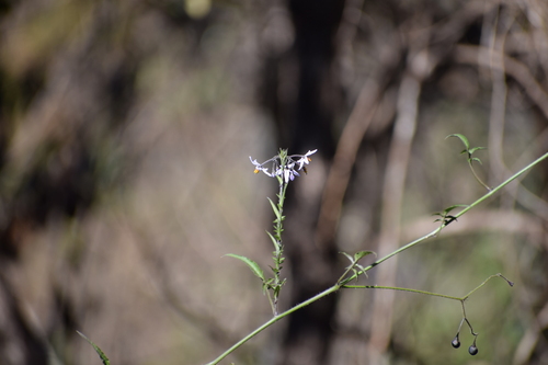 Solanum viscosissimum
