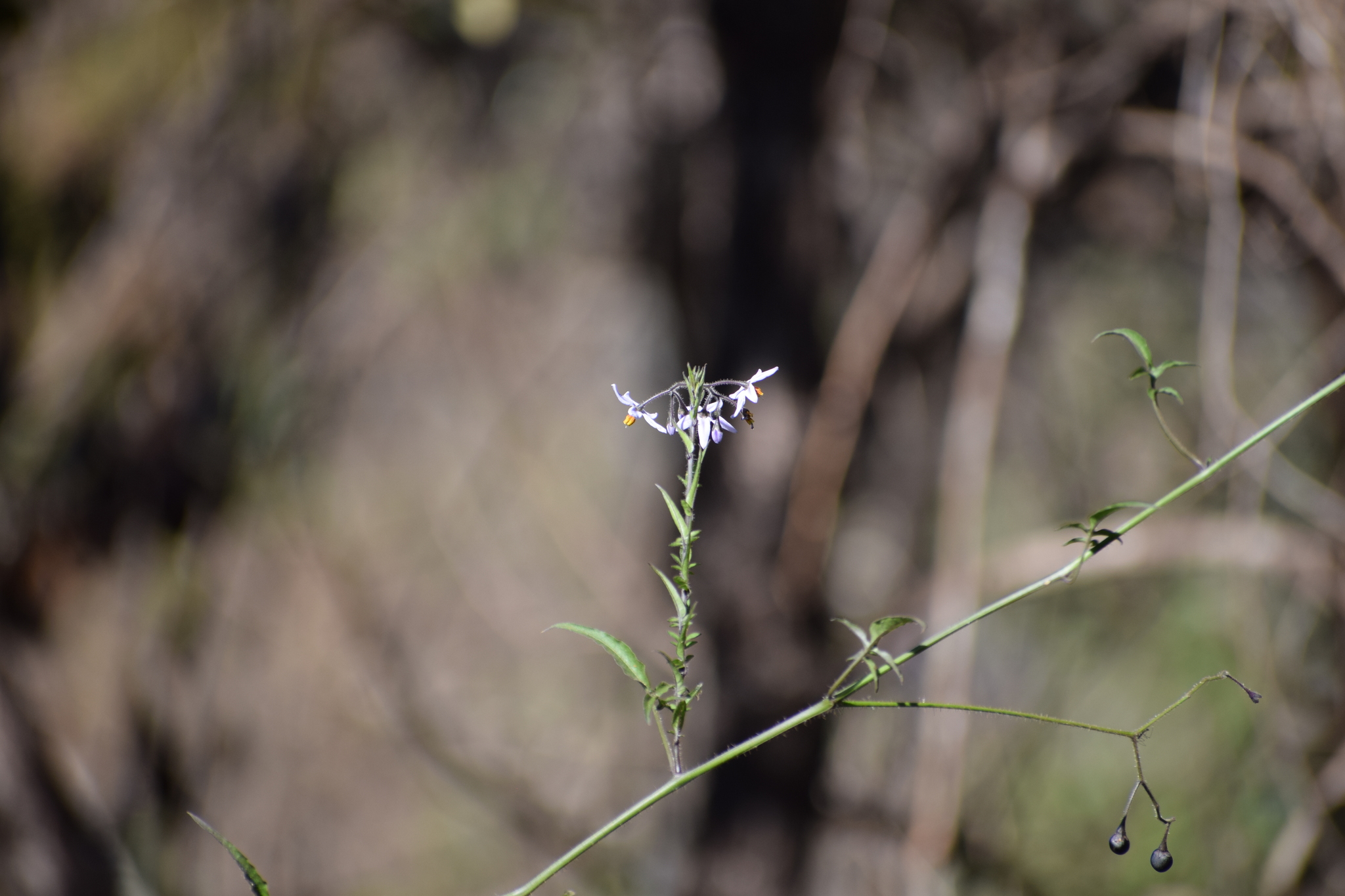Solanum viscosissimum