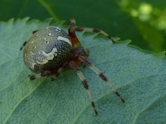 Araneus marmoreus
