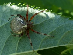 Araneus marmoreus