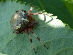 Araneus marmoreus