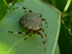 Araneus marmoreus