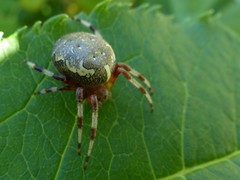 Araneus marmoreus