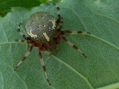 Araneus marmoreus