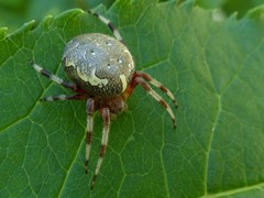 Araneus marmoreus