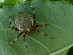 Araneus marmoreus