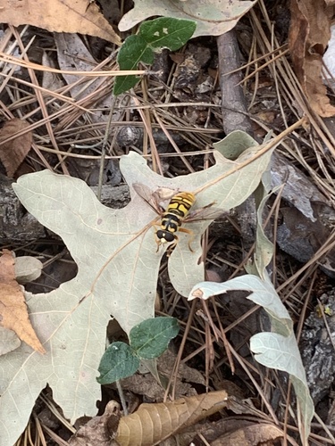 Unknown species found near Ozark Plateau Trail, Rogers, AR, US