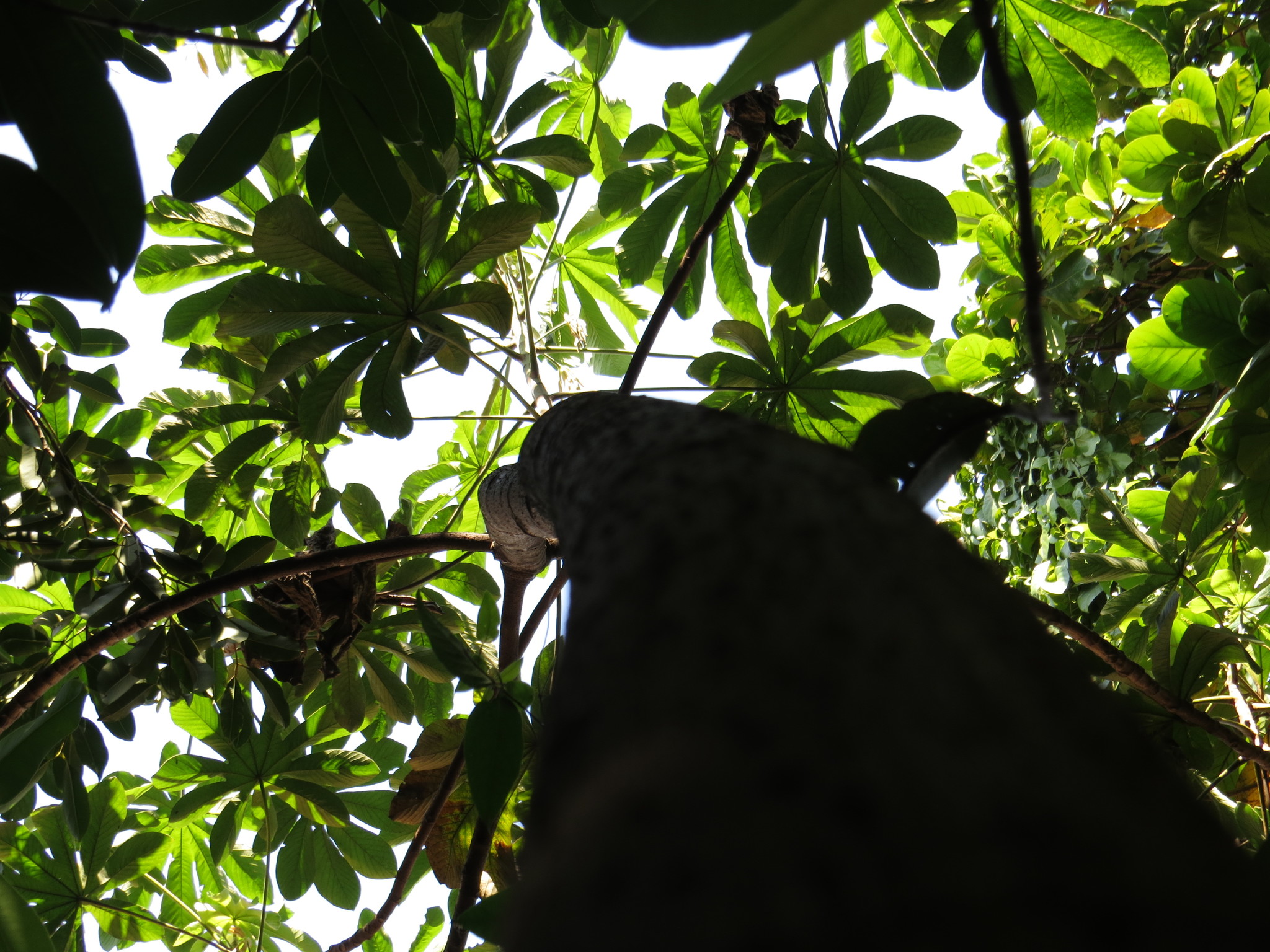 Cecropia pachystachya