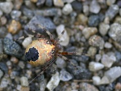 Araneus marmoreus