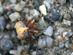 Araneus marmoreus