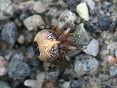 Araneus marmoreus