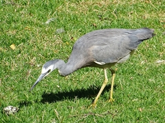 Egretta novaehollandiae