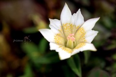 Gentiana flavomaculata