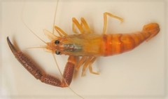 Macrobrachium vollenhovenii