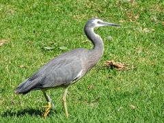 Egretta novaehollandiae