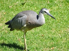 Egretta novaehollandiae