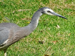 Egretta novaehollandiae