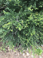 Oplonia spinosa