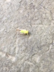 Platycorypha nigrivirga