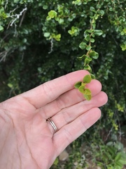 Oplonia spinosa