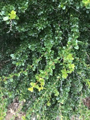 Oplonia spinosa