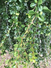 Oplonia spinosa