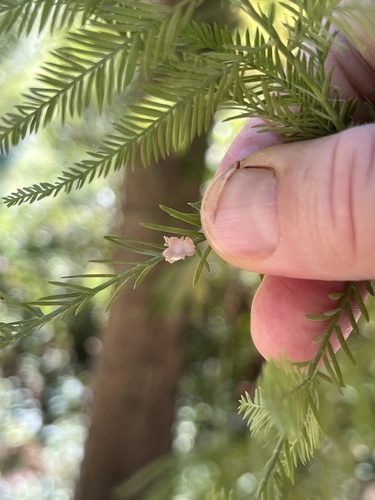 Unknown species found near N College St, Auburn, AL, US