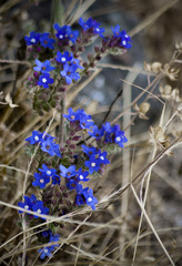 Anchusa officinalis