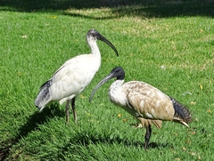 Threskiornis molucca