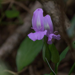Dicliptera tinctoria
