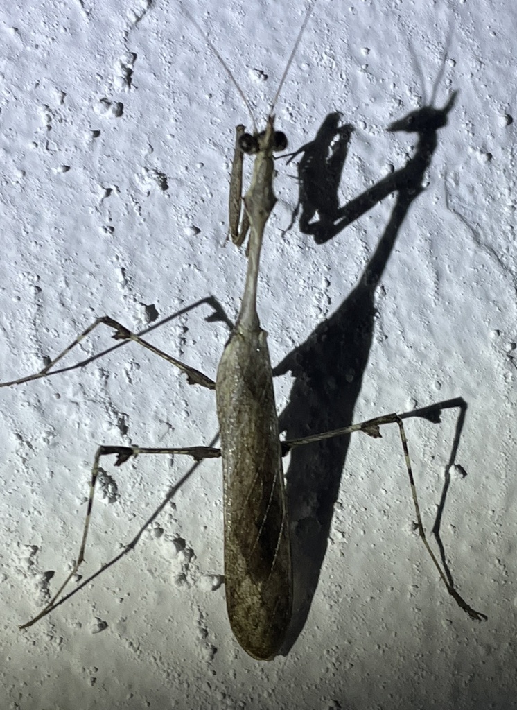 Sibylla griffinii